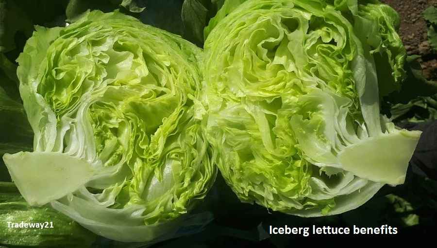 Iceberg lettuce Benefits