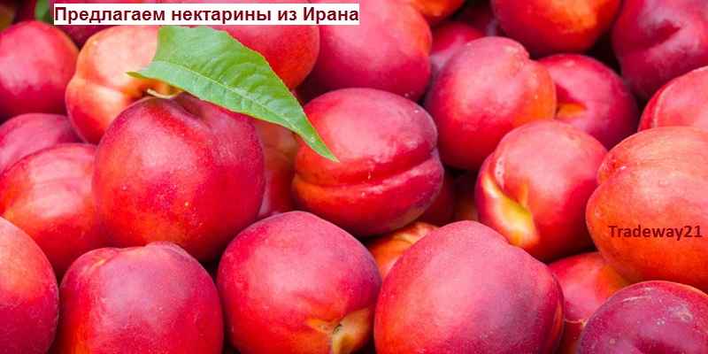 Нектарин оптом из Ирана от производителя