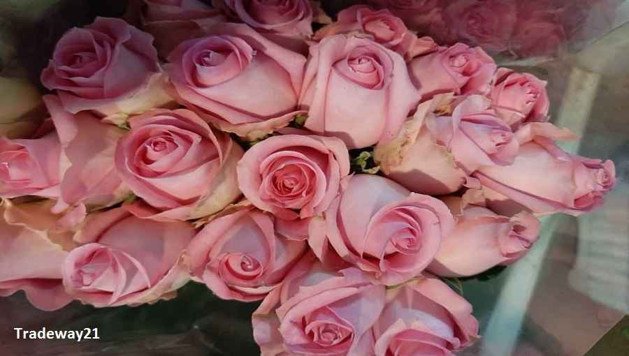 Fresh Cut Flowers From Iran Wholesale
