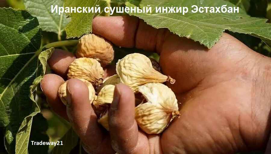 Все об иранском сушеном инжире Плантация инжира Эстахбан
